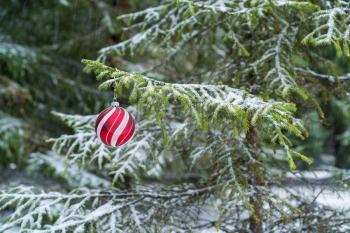 Red Christmas Ball Hanging on the Fir Branch 