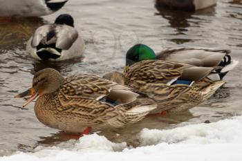 Ducks on the water of the river in winter
