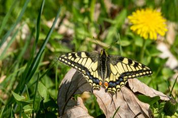 Swallowtail Butterfly sits on the old leaf in a sunny day
