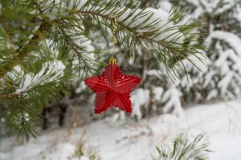 Red Christmas Star on the snow covered pine Branch