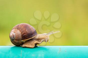 Snail crawling on the metal pole next to a green garden 