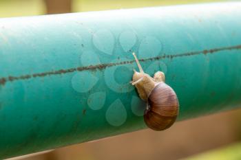 Snail crawling on the green metal pole 