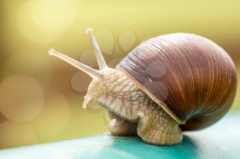 Snail crawling on the metal pole, close-up view
