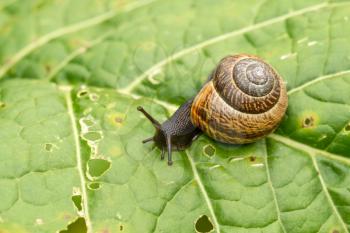 Snail crawls on green leaf in nature 