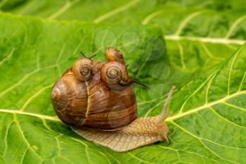 Snail family crawling on the leaf after rain