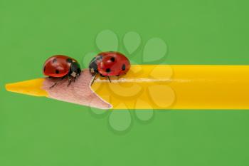 Couple of ladybugs on a yellow pencil over green background