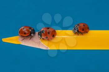 Three ladybugs on a yellow pencil over blue background