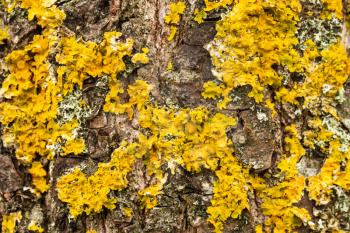 Yellow lichen on bark of tree. Tree trunk affected by lichen.  Textured wood surface with lichens colony. Fungus ecosystem on trees bark. 