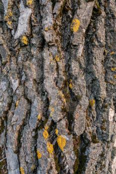 Bark of tree with yellow lichen. Can be used for background.
