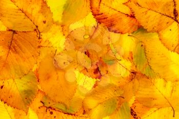 Background of colored autumn leaves backlit (macro view with leaf veins visible)