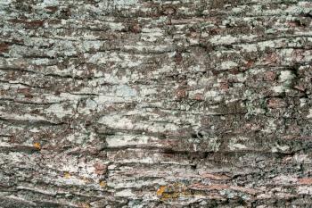 Close-up of the bark of an old tree is like a background. A tree with lichen in the forest. Horizontal orientation. 