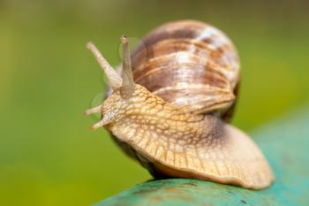 Snail crawling on the metal pole in a sunny summer day