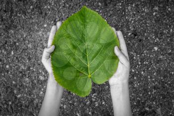 Green leaf in child hands. Concept eco earth day.