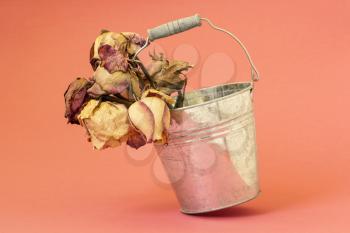Dry withered roses in aluminium bucket on a pink background