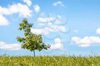 Young oak tree growing alone in the field with sky background