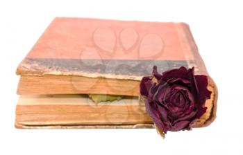 Rose in the closed book