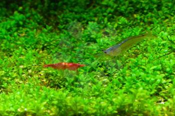 Red Cherry and Amano shrimps in aquarium