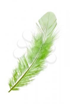 Green feather on the white background