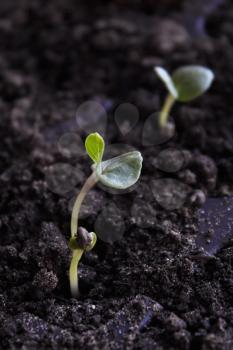 Young plants in the soil