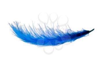Blue flying feather over white
