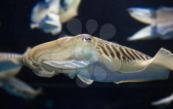 Cuttlefish swimming in the water