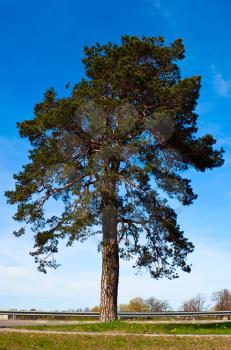 Pine tree over blue sky