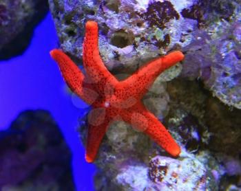 Red star fish in aquarium