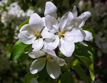 Bunch of the apple tree flowers