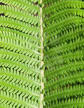 Pattern of the fern plant