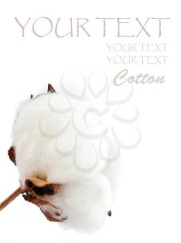 Elegant soft cotton isolated on white background