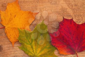 Three color maple leaves on wooden background