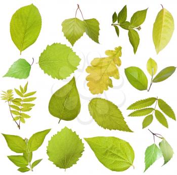 Set of different tree leaves