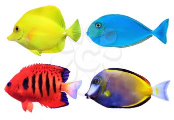 Set of tropical sea fish isolated on white background