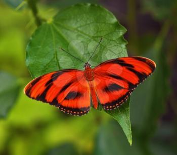 Red butterfly on the leaf