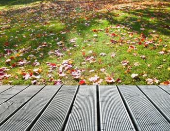 Autumn maple leaves near the wooden path
