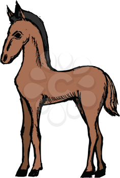 foal, illustration animal of farm