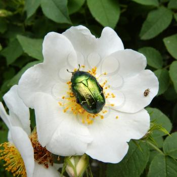 golden beetle on flower, spring scene