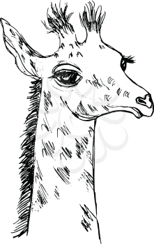 vector, sketch, hand drawn illustration of giraffe cub
