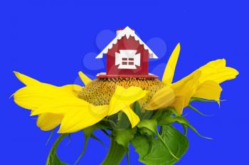 Red little toy house on sunflower isolated on a blue background