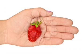 Red ripe strawberries on the women's hands isolated on white background