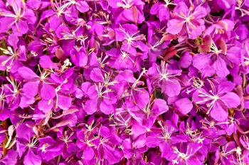The texture of the flowers of pink fireweed