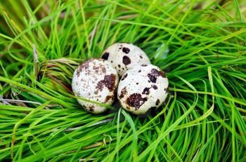 Three spotted quail eggs in a nest of green grass