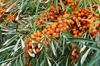 Branch with berries of sea buckthorn on a background of green leaves