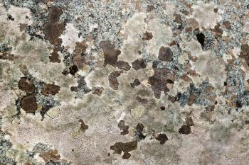 The texture of natural brown-spotted pink granite stone with patches of moss