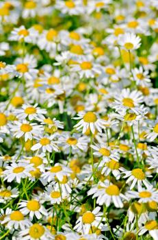 Texture of flowers white medical field camomile