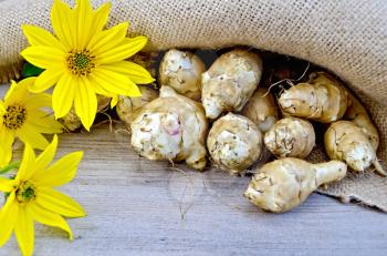 Tubers of Jerusalem artichoke and yellow flowers on burlap background and wooden boards