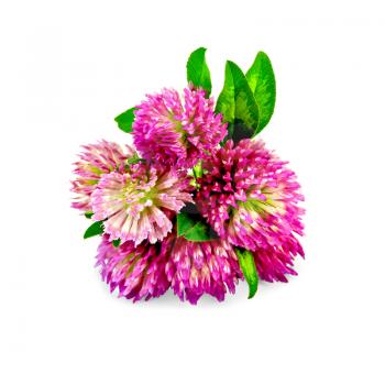 Bouquet of pink clover with green leaves isolated on white background