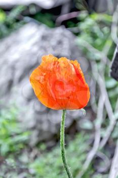 Red poppy on a background of green grass and gray land