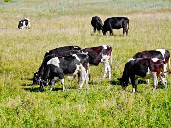 A herd of black and white and brown cows on the background of green grass and flowers