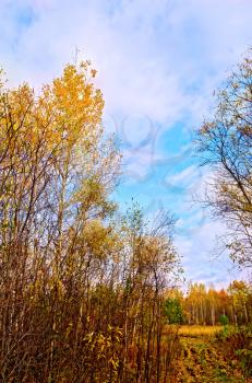 Trees with yellow leaves, narrow forest road on a background of blue sky and white clouds